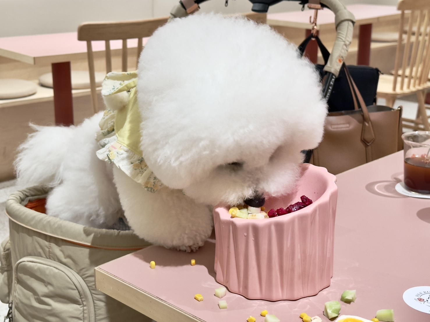 狗狗可以品嚐五色輕食碗,盡情大快朵頤了(圖:Alice.P 拍攝)