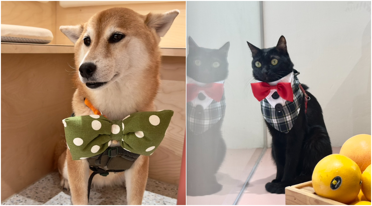 柴犬姐姐「佩帕」和黑貓弟弟「波利」(圖:Alice.P 拍攝)