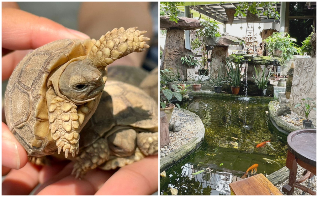 左圖起為可愛的小陸龜和鯉魚池(圖:iLady 團隊)