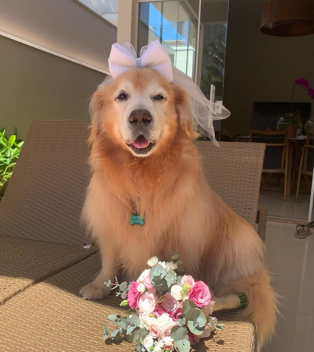 狗狗頭戴婚紗的模樣讓人融化。(圖/Instagram@zara.golden)