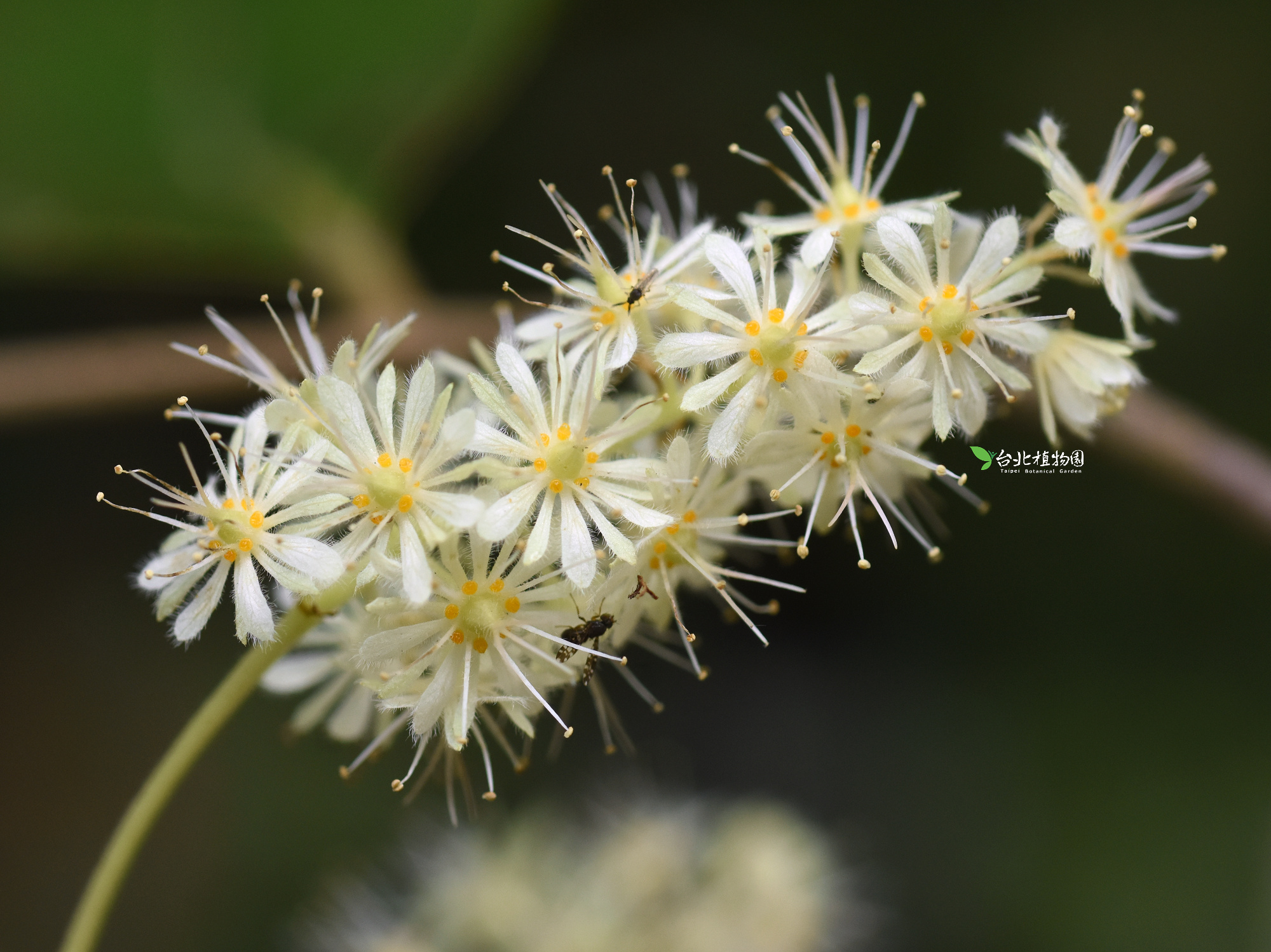 台北植物園一年四季都有不同花種(圖:FB@台北植物園)