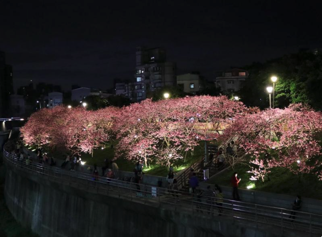 樂活公園內溝溪步道沿途種植上百株櫻花(圖:花 IN 台北官網)