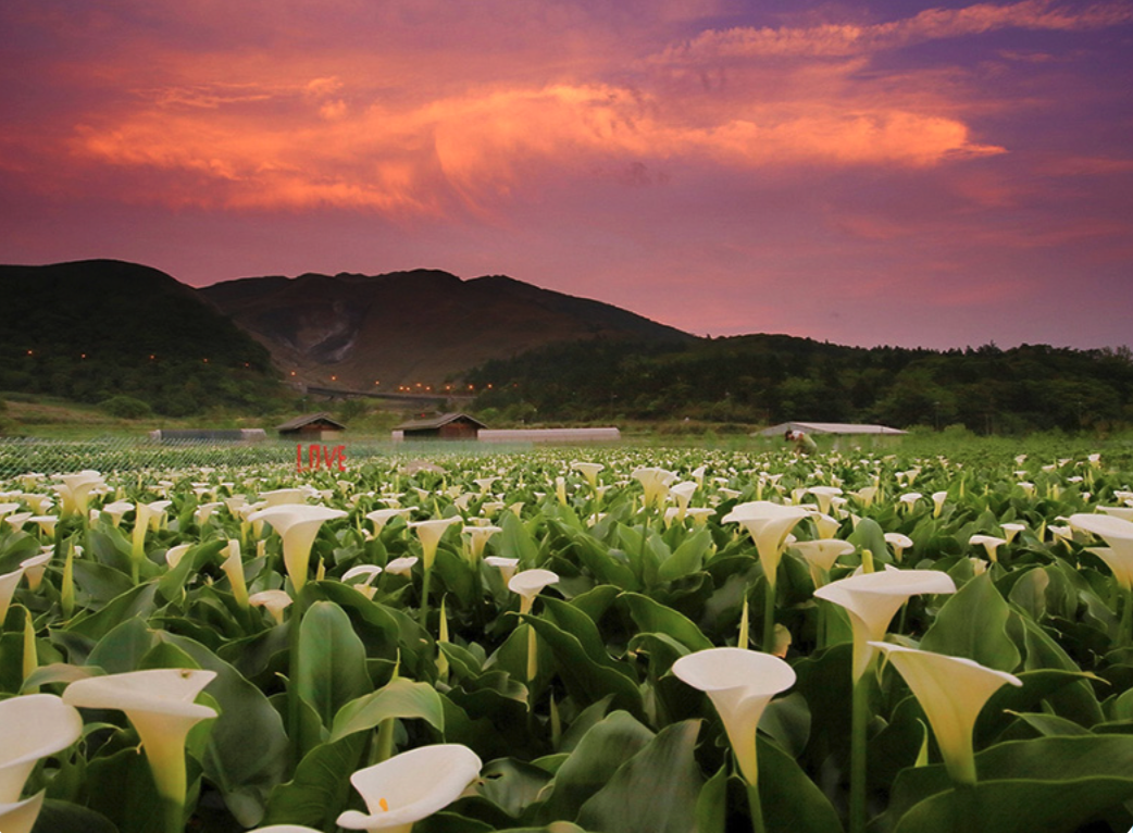 北台灣知名景點「竹子湖」每年 1 至 5 月正值純白的海芋季(圖:花 IN 台北官網)