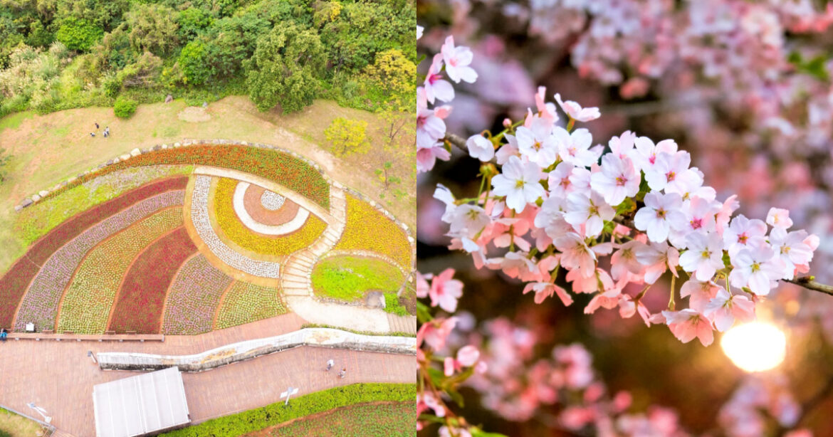 過年走春不塞車！台北捷運賞花攻略「 5 大路線」體驗夜櫻、絕美花海（圖：花 IN 台北官網、Canva）