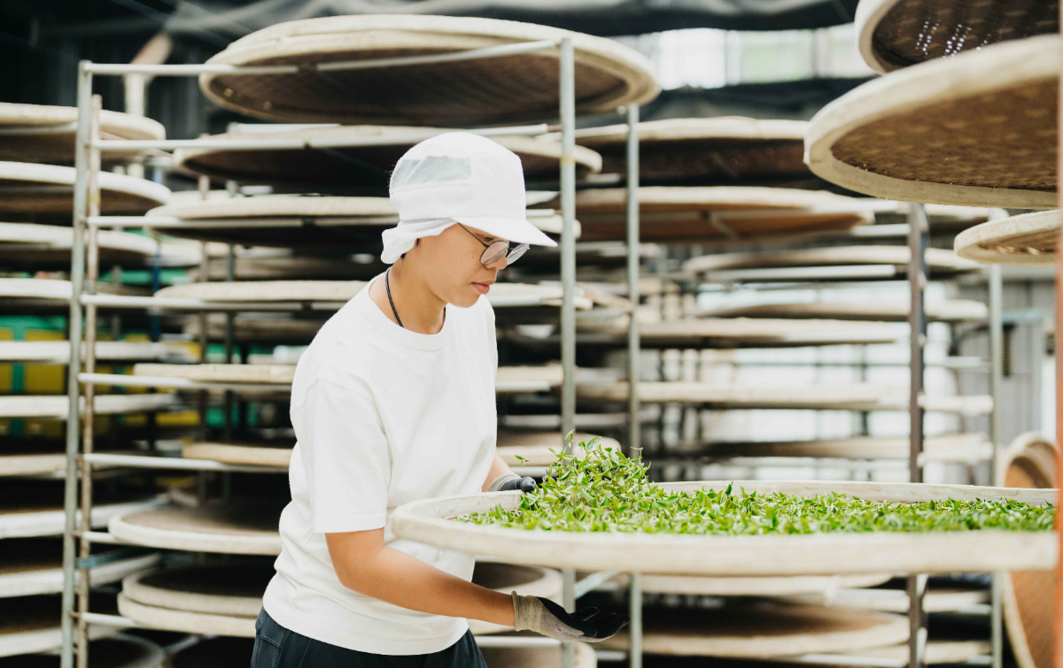 曾郁芳是台灣少見的女性製茶師，平時需管理茶園、製茶（圖：曾的茶）