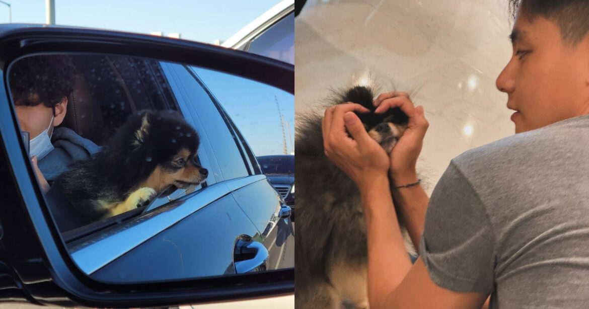 BTS 成員 V 在社群媒體上，宣布自己的愛犬碳尼踏上了「小狗星球」的旅程（圖/ V IG）