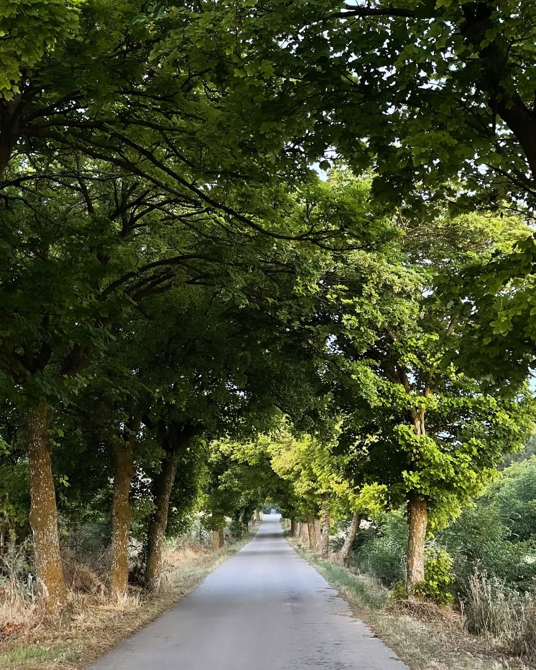 沿路欣賞一片綠意盎然的隧道(圖:IG@pai_anan)