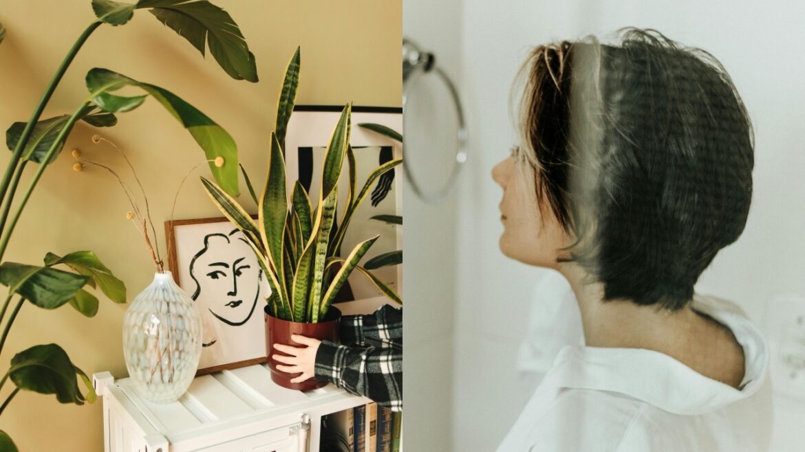 從植物到光線，讓家充滿能量的風水佈置小技巧。（圖／Pexels）