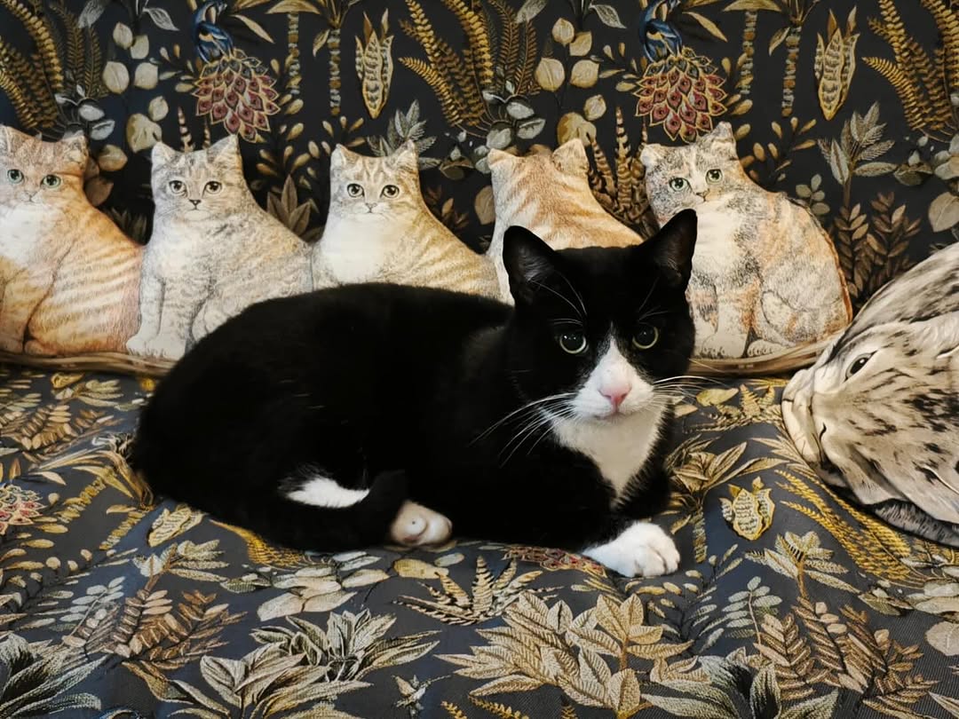 Oscar 慵懶地趴在有貓咪圖樣的沙發上,十分可愛(圖:IG@het.kattenkabinet)