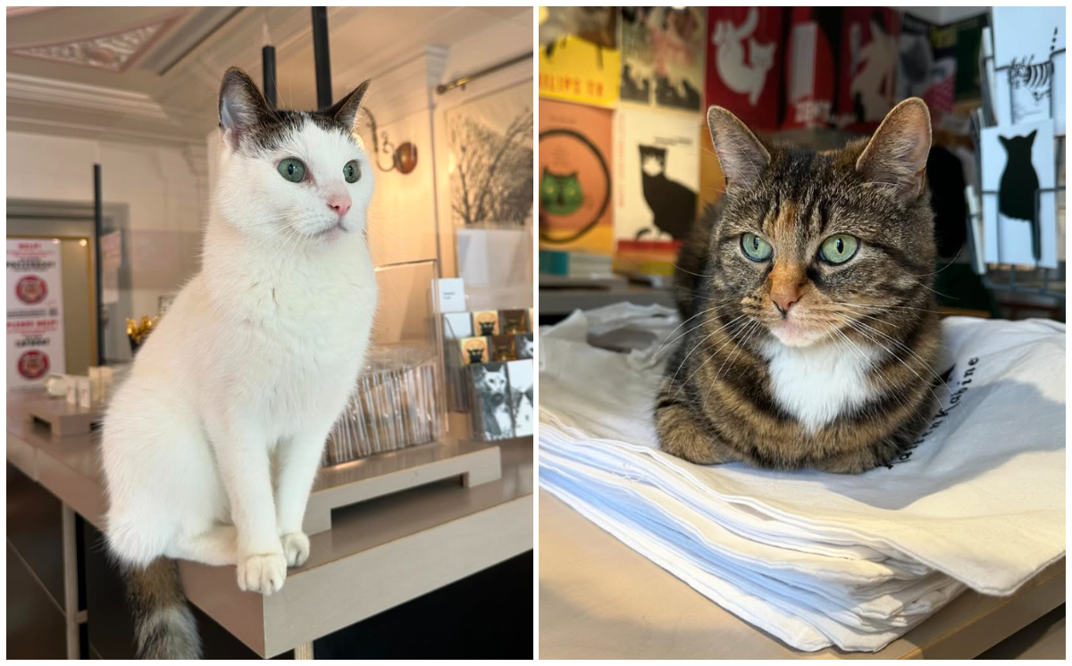 左起:Willy 有著一雙藍眼睛、Nala 喜歡四處走逛(圖:IG@het.kattenkabinet)
