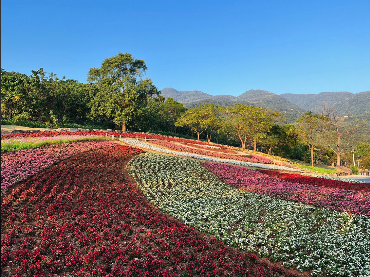 北投大屯山系下的三層崎公園,擁有「臺版富良野」美譽(圖:花 IN 台北)